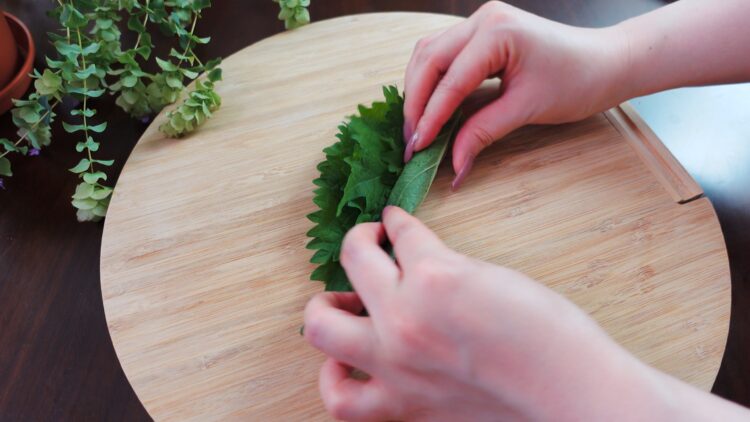rolling shiso leaves