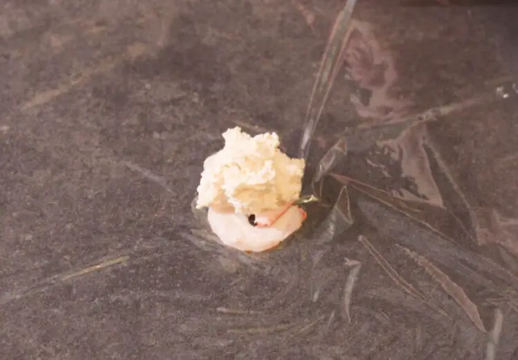 Lay a teaspoon to a tablespoon of kefir rice on the layer of toppings