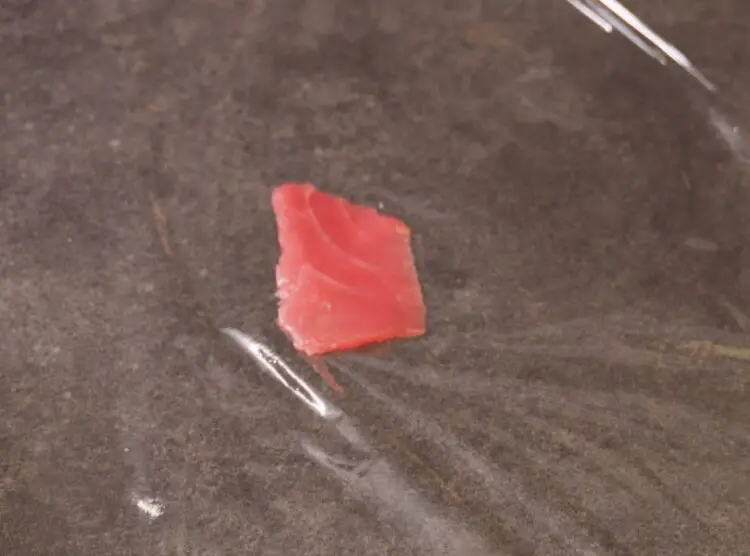 place tuna on a plastic wrap