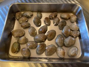 Pour the saltwater into the tray until the clams are covered halfway