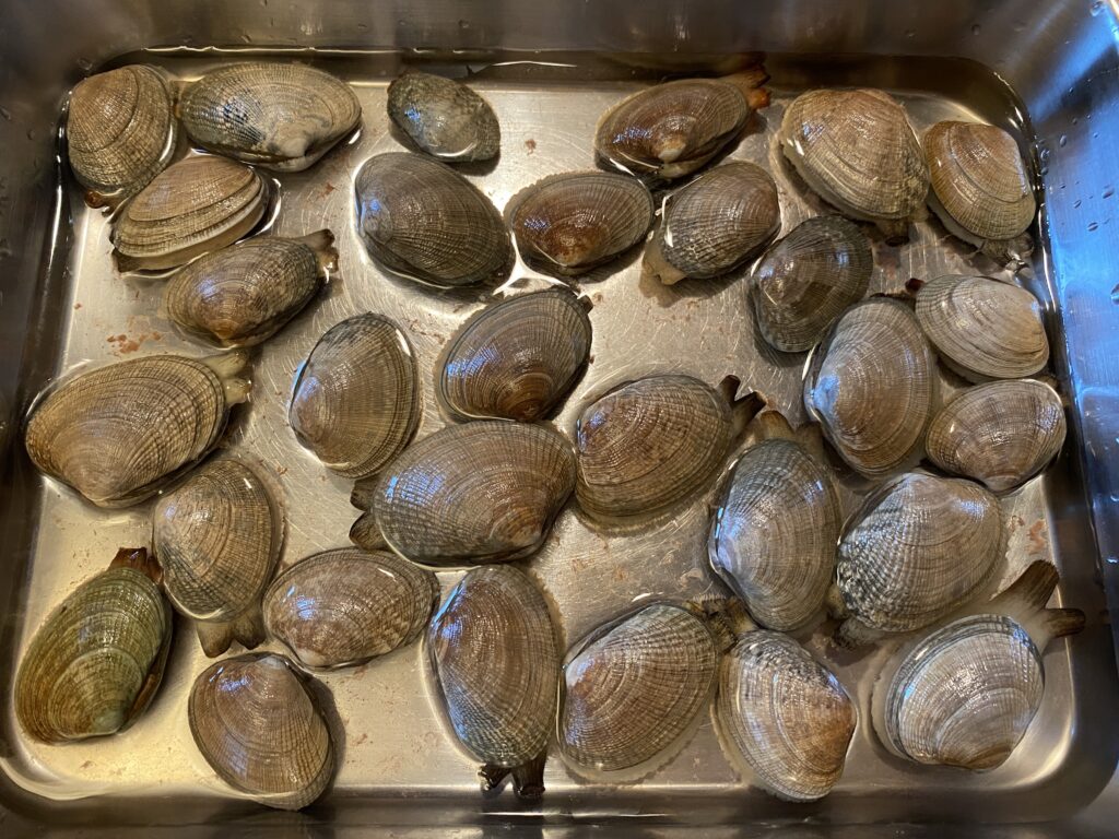 clams extend and spur out sand and debris
