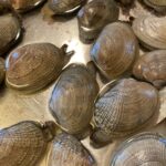 close up of clams extend and spur out sand and debris